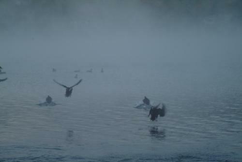 Chalets Lac � La Truite