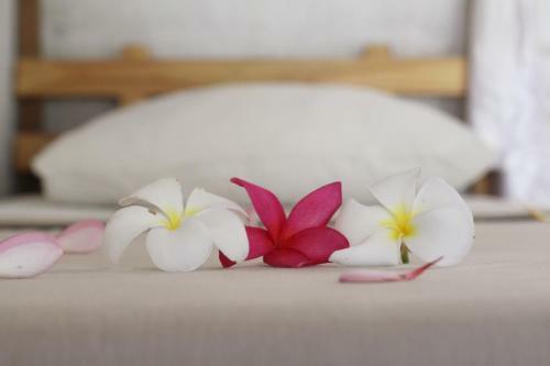 Albergue Jungle House - Surf & Stay