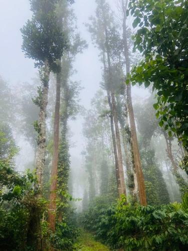 Villa Outback Coorg