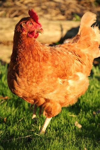 G�te � La Ferme de La Symphonie Du Vivant