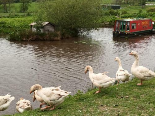 Pretty 1-bed Canal Boat In Stunning Valley View