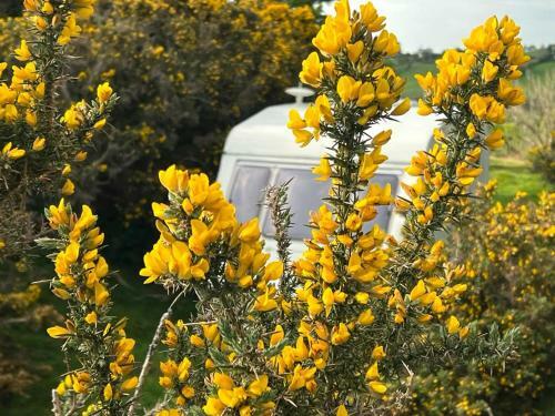 Betty The Caravan