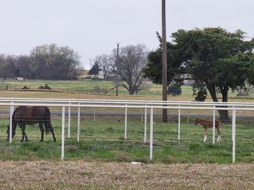 Modern Ten Acre Horse Ranch-walk To Lake Ray Robert