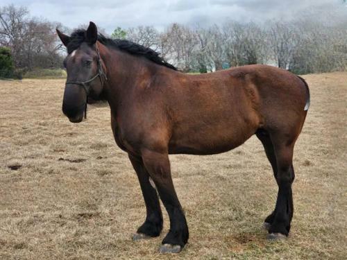 Modern Ten Acre Horse Ranch-walk To Lake Ray Robert
