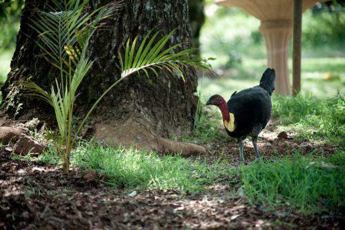 Lodge Mt Glorious Getaways