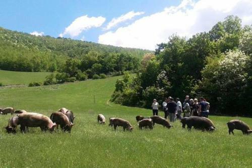 Hostal Resort La Dimora Maiale Brado Di Norcia