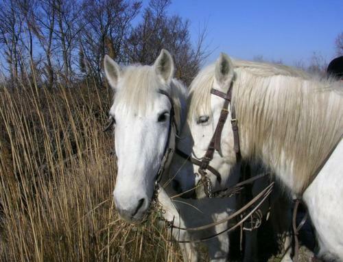 Camargue