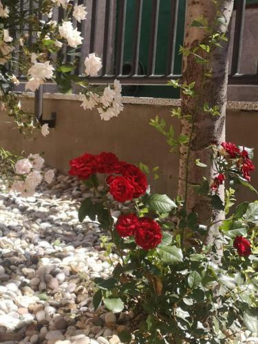 Apartman "clara" ?ibenik