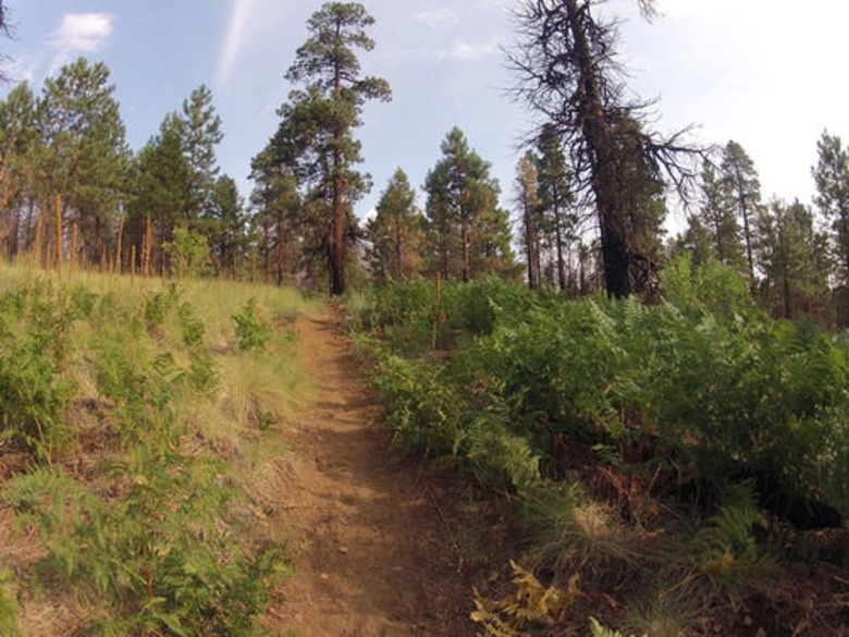 Elden Trails Bed And Breakfast