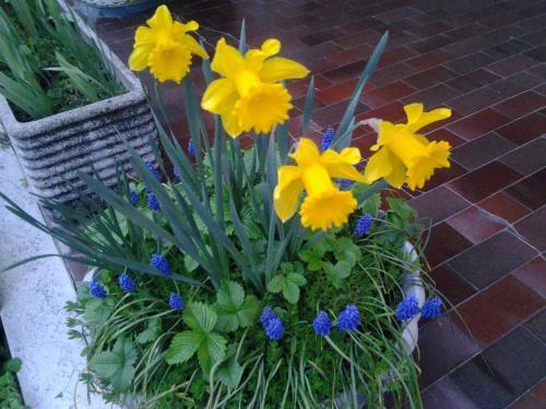 Le Magnolie B&B