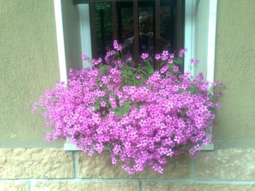 Le Magnolie B&B