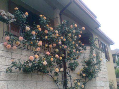 Le Magnolie B&B