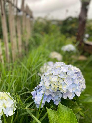 ?� L?t Sunshine Garden