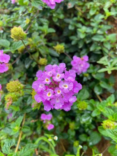 ?� L?t Sunshine Garden
