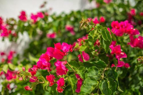 Apartamento Los Delfines Biniforcat