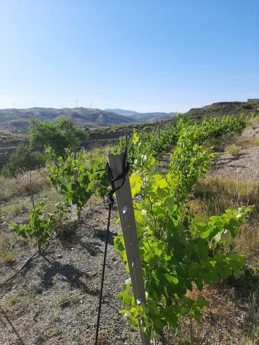 La Colmena