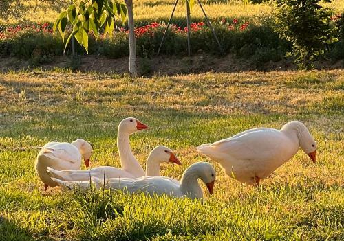 Bed & Breakfast Castillo De Corvinos