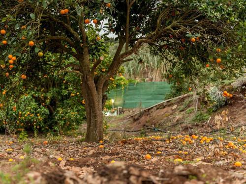 Holiday Home, Finca de Los Casta�os