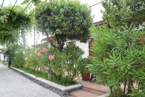 Hostal Villa Amelie