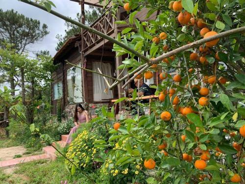 Romantic House On A Pine Hill Dalat