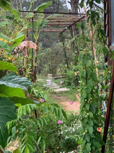 Romantic House On A Pine Hill Dalat