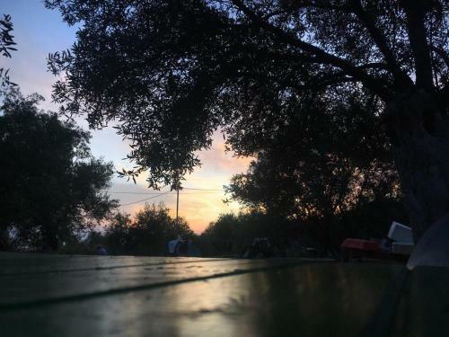 Olive Camping
