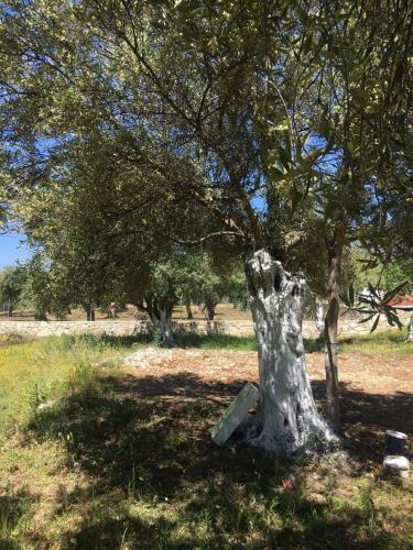 Olive Camping