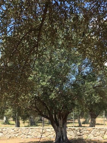 Olive Camping