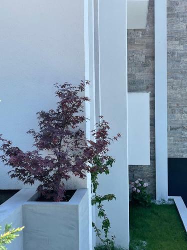 Villa Pine