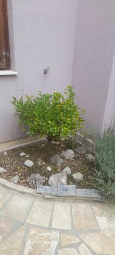 Apartman Jardas