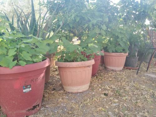 Agroturismo Agriturismo Il Grottino