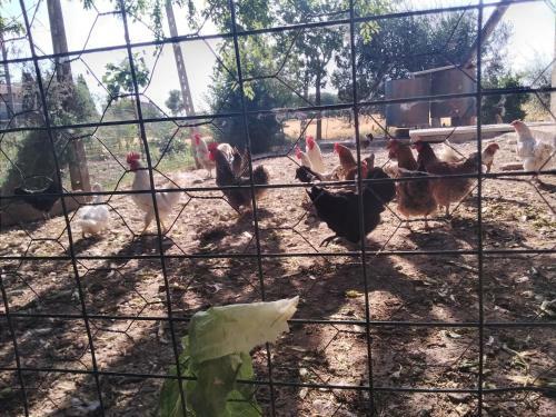 Agroturismo Agriturismo Il Grottino