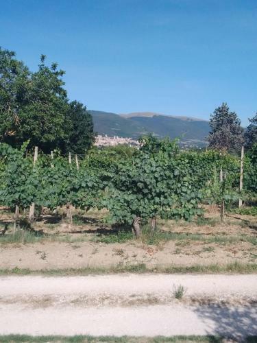 Agroturismo Agriturismo Il Grottino