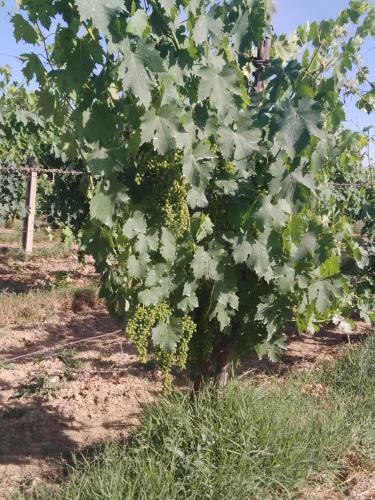 Agroturismo Agriturismo Il Grottino