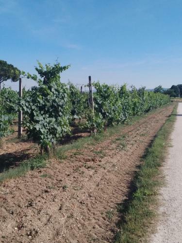 Agroturismo Agriturismo Il Grottino