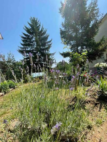 Apartamento Vila Ruzica