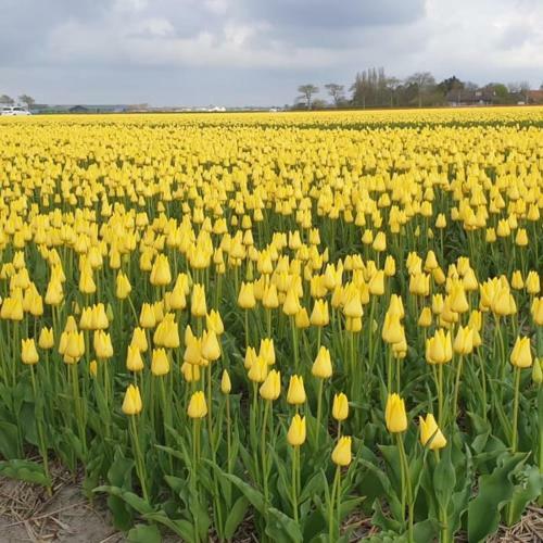 Camping De Tulpenweide