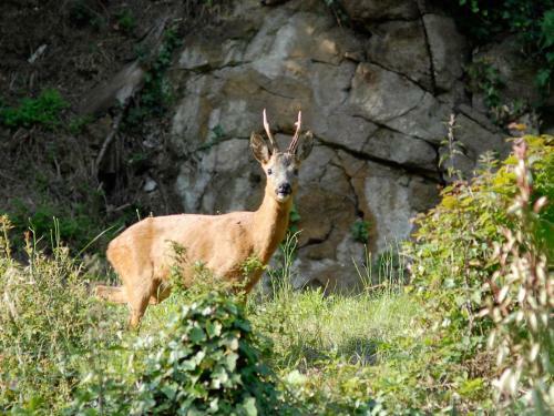 Bed & Breakfast Logis De Jerzual
