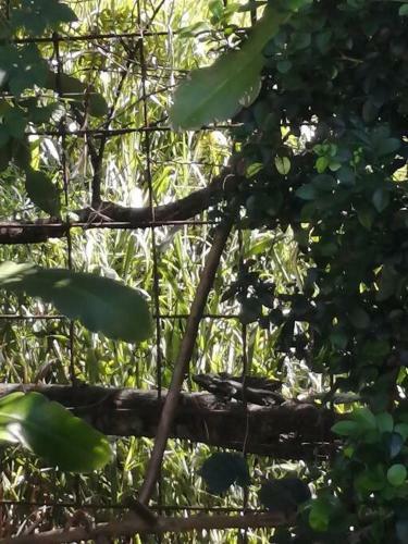 Rainforest Cabin In Escazu. Best Of Both Words