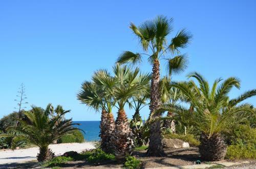 Playamarina II Aparthotel Cabo Roig