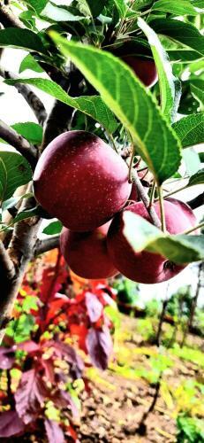 Rathi Apple Home Stay