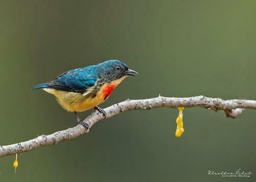 Incredible Birding Camp