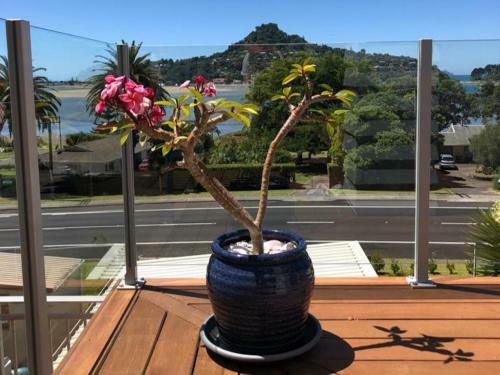 The Beach Pod - Tairua Holiday Home