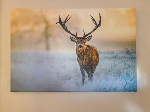 Stag & 3 Pigs - Ohakune Holiday Home