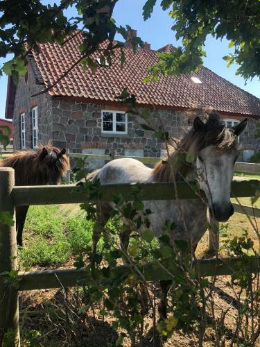 Apartamento Ferielejlighed P� Saxfjedgaard