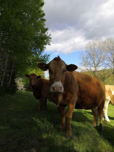 Farma N�hlov