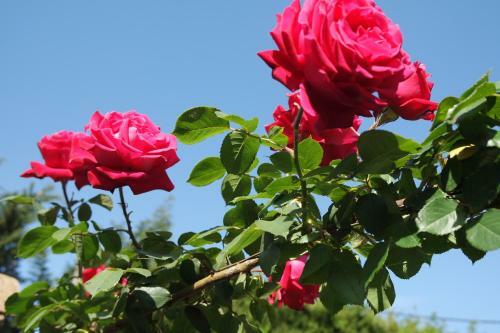 Bed & Breakfast Mas Grimaud - Chambres D'h�tes Familiales