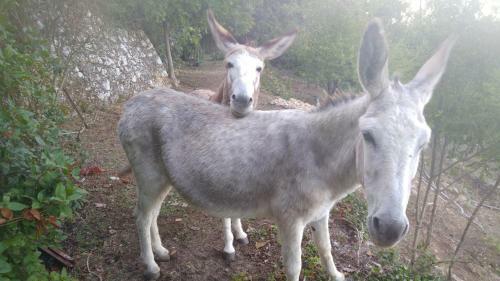 Bed & Breakfast Le Moulin De Varrians