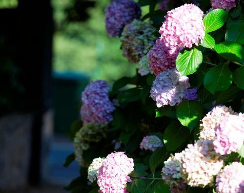 Bed & Breakfast La Cerisaie