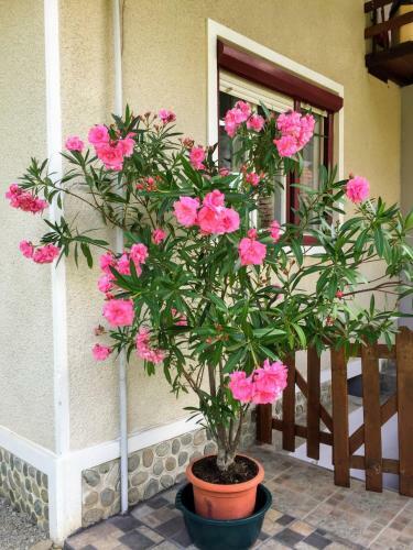 Hostal Casa Popa